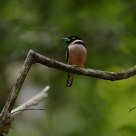 Black and Yellow Broadbill